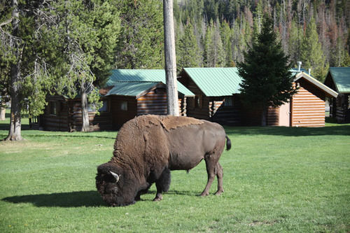 Pahaska Tepee Resort Cody Dış mekan fotoğraf